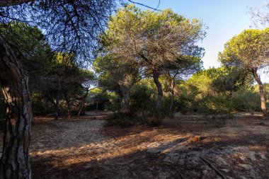 Yoğun bir Akdeniz çam ormanında sabah manzarası. Pinar De La Almedraba doğa koruma alanı, Pinares De Rota, Rota, Cdiz, Endülüs, İspanya sahillerinde gün doğumu.