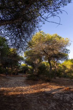 Yoğun bir Akdeniz çam ormanında sabah manzarası. Pinar De La Almedraba doğa koruma alanı, Pinares De Rota, Rota, Cdiz, Endülüs, İspanya sahillerinde gün doğumu.