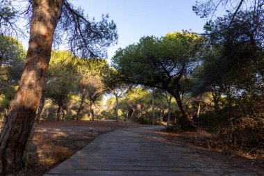 Akdeniz çam ormanının içinden ahşap bir tahta kaldırım geçiyor. Sabah ışığı, doğa koruma alanının iğnelerinden parlar. Pinar De La Almedraba, Pinares De Rota, Rota, Cadiz, Endülüs, İspanya