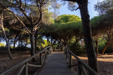 Akdeniz çam ormanının içinden ahşap bir tahta kaldırım geçiyor. Sabah ışığı, doğa koruma alanının iğnelerinden parlar. Pinar De La Almedraba, Pinares De Rota, Rota, Cadiz, Endülüs, İspanya