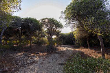 Yoğun bir Akdeniz çam ormanında sabah manzarası. Pinar De La Almedraba doğa koruma alanı, Pinares De Rota, Rota, Cdiz, Endülüs, İspanya sahillerinde gün doğumu.