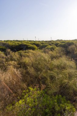 Yoğun bir Akdeniz çam ormanının üzerinde sabah manzarası. Pinar De La Almedraba doğa koruma alanı, Pinares De Rota, Rota, Cdiz, Endülüs, İspanya sahillerinde gün doğumu.