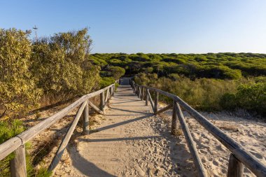 Akdeniz çam ormanının içinden ahşap bir tahta kaldırım geçiyor. Sabah ışığı, doğa koruma alanının iğnelerinden parlar. Pinar De La Almedraba, Pinares De Rota, Rota, Cadiz, Endülüs, İspanya