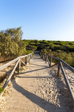 Akdeniz çam ormanının içinden ahşap bir tahta kaldırım geçiyor. Sabah ışığı, doğa koruma alanının iğnelerinden parlar. Pinar De La Almedraba, Pinares De Rota, Rota, Cadiz, Endülüs, İspanya