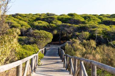 Akdeniz çam ormanının içinden ahşap bir tahta kaldırım geçiyor. Sabah ışığı, doğa koruma alanının iğnelerinden parlar. Pinar De La Almedraba, Pinares De Rota, Rota, Cadiz, Endülüs, İspanya