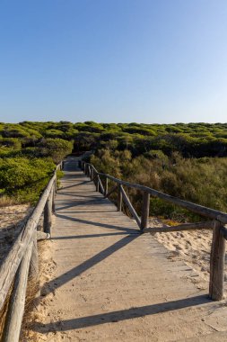 Akdeniz çam ormanının içinden ahşap bir tahta kaldırım geçiyor. Sabah ışığı, doğa koruma alanının iğnelerinden parlar. Pinar De La Almedraba, Pinares De Rota, Rota, Cadiz, Endülüs, İspanya