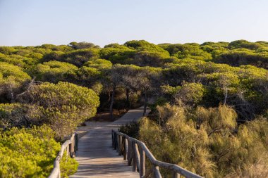 Akdeniz çam ormanının içinden ahşap bir tahta kaldırım geçiyor. Sabah ışığı, doğa koruma alanının iğnelerinden parlar. Pinar De La Almedraba, Pinares De Rota, Rota, Cadiz, Endülüs, İspanya