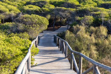 Akdeniz çam ormanının içinden ahşap bir tahta kaldırım geçiyor. Sabah ışığı, doğa koruma alanının iğnelerinden parlar. Pinar De La Almedraba, Pinares De Rota, Rota, Cadiz, Endülüs, İspanya
