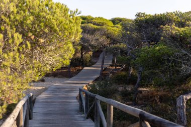Akdeniz çam ormanının içinden ahşap bir tahta kaldırım geçiyor. Sabah ışığı, doğa koruma alanının iğnelerinden parlar. Pinar De La Almedraba, Pinares De Rota, Rota, Cadiz, Endülüs, İspanya