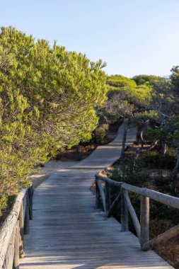 Akdeniz çam ormanının içinden ahşap bir tahta kaldırım geçiyor. Sabah ışığı, doğa koruma alanının iğnelerinden parlar. Pinar De La Almedraba, Pinares De Rota, Rota, Cadiz, Endülüs, İspanya
