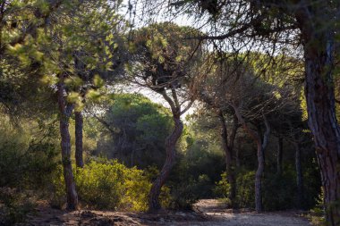 Akdeniz çam ormanının içinden ahşap bir tahta kaldırım geçiyor. Sabah ışığı, doğa koruma alanının iğnelerinden parlar. Pinar De La Almedraba, Pinares De Rota, Rota, Cadiz, Endülüs, İspanya