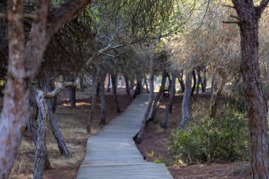 Akdeniz çam ormanının içinden ahşap bir tahta kaldırım geçiyor. Sabah ışığı, doğa koruma alanının iğnelerinden parlar. Pinar De La Almedraba, Pinares De Rota, Rota, Cadiz, Endülüs, İspanya