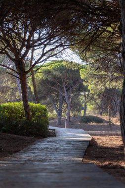 Akdeniz çam ormanının içinden ahşap bir tahta kaldırım geçiyor. Sabah ışığı, doğa koruma alanının iğnelerinden parlar. Pinar De La Almedraba, Pinares De Rota, Rota, Cadiz, Endülüs, İspanya