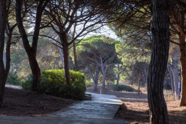 Akdeniz çam ormanının içinden ahşap bir tahta kaldırım geçiyor. Sabah ışığı, doğa koruma alanının iğnelerinden parlar. Pinar De La Almedraba, Pinares De Rota, Rota, Cadiz, Endülüs, İspanya