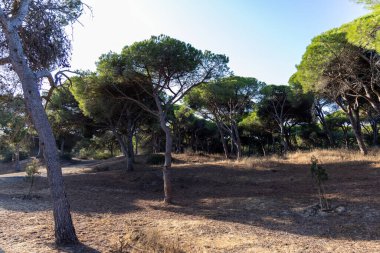 Yoğun bir Akdeniz çam ormanında sabah manzarası. Pinar De La Almedraba doğa koruma alanı, Pinares De Rota, Rota, Cdiz, Endülüs, İspanya sahillerinde gün doğumu.