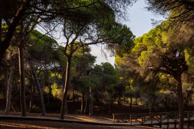 Yoğun bir Akdeniz çam ormanında sabah manzarası. Pinar De La Almedraba doğa koruma alanı, Pinares De Rota, Rota, Cdiz, Endülüs, İspanya sahillerinde gün doğumu.