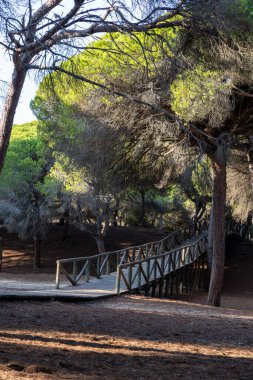 Akdeniz çam ormanının içinden ahşap bir tahta kaldırım geçiyor. Sabah ışığı, doğa koruma alanının iğnelerinden parlar. Pinar De La Almedraba, Pinares De Rota, Rota, Cadiz, Endülüs, İspanya