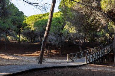 Akdeniz çam ormanının içinden ahşap bir tahta kaldırım geçiyor. Sabah ışığı, doğa koruma alanının iğnelerinden parlar. Pinar De La Almedraba, Pinares De Rota, Rota, Cadiz, Endülüs, İspanya