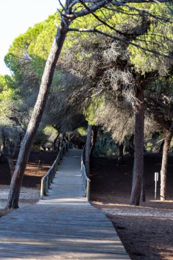 Akdeniz çam ormanının içinden ahşap bir tahta kaldırım geçiyor. Sabah ışığı, doğa koruma alanının iğnelerinden parlar. Pinar De La Almedraba, Pinares De Rota, Rota, Cadiz, Endülüs, İspanya