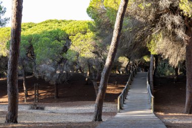 Akdeniz çam ormanının içinden ahşap bir tahta kaldırım geçiyor. Sabah ışığı, doğa koruma alanının iğnelerinden parlar. Pinar De La Almedraba, Pinares De Rota, Rota, Cadiz, Endülüs, İspanya