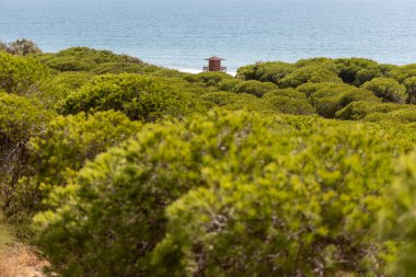 Yoğun bir Akdeniz çam ormanının üzerinde sabah manzarası. Pinar De La Almedraba doğa koruma alanı, Pinares De Rota, Rota, Cdiz, Endülüs, İspanya sahillerinde gün doğumu.