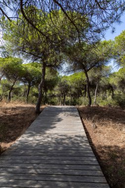 Akdeniz çam ormanının içinden ahşap bir tahta kaldırım geçiyor. Sabah ışığı, doğa koruma alanının iğnelerinden parlar. Pinar De La Almedraba, Pinares De Rota, Rota, Cadiz, Endülüs, İspanya