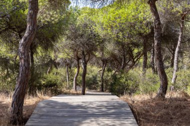 Akdeniz çam ormanının içinden ahşap bir tahta kaldırım geçiyor. Sabah ışığı, doğa koruma alanının iğnelerinden parlar. Pinar De La Almedraba, Pinares De Rota, Rota, Cadiz, Endülüs, İspanya