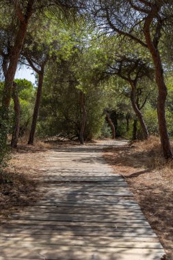 Akdeniz çam ormanının içinden ahşap bir tahta kaldırım geçiyor. Sabah ışığı, doğa koruma alanının iğnelerinden parlar. Pinar De La Almedraba, Pinares De Rota, Rota, Cadiz, Endülüs, İspanya