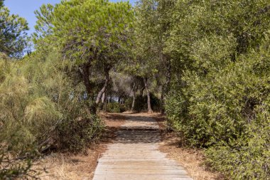 Akdeniz çam ormanının içinden ahşap bir tahta kaldırım geçiyor. Sabah ışığı, doğa koruma alanının iğnelerinden parlar. Pinar De La Almedraba, Pinares De Rota, Rota, Cadiz, Endülüs, İspanya