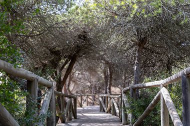 Akdeniz çam ormanının içinden ahşap bir tahta kaldırım geçiyor. Sabah ışığı, doğa koruma alanının iğnelerinden parlar. Pinar De La Almedraba, Pinares De Rota, Rota, Cadiz, Endülüs, İspanya
