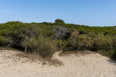 Yoğun bir Akdeniz çam ormanının üzerinde sabah manzarası. Pinar De La Almedraba doğa koruma alanı, Pinares De Rota, Rota, Cdiz, Endülüs, İspanya sahillerinde gün doğumu.