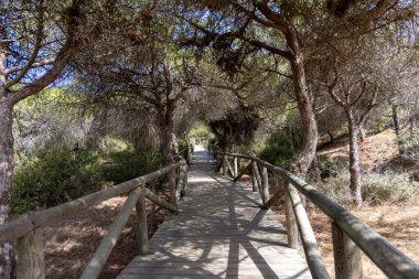 Akdeniz çam ormanının içinden ahşap bir tahta kaldırım geçiyor. Sabah ışığı, doğa koruma alanının iğnelerinden parlar. Pinar De La Almedraba, Pinares De Rota, Rota, Cadiz, Endülüs, İspanya