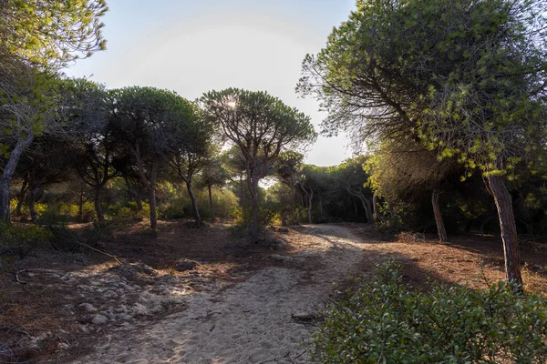 Yoğun bir Akdeniz çam ormanında sabah manzarası. Pinar De La Almedraba doğa koruma alanı, Pinares De Rota, Rota, Cdiz, Endülüs, İspanya sahillerinde gün doğumu.