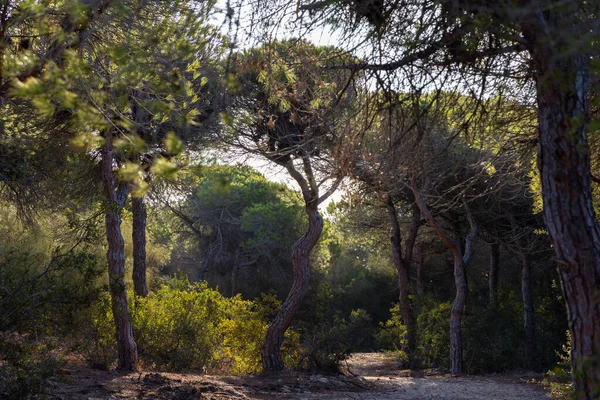 Akdeniz çam ormanının içinden ahşap bir tahta kaldırım geçiyor. Sabah ışığı, doğa koruma alanının iğnelerinden parlar. Pinar De La Almedraba, Pinares De Rota, Rota, Cadiz, Endülüs, İspanya
