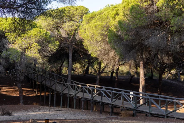 Akdeniz çam ormanının içinden ahşap bir tahta kaldırım geçiyor. Sabah ışığı, doğa koruma alanının iğnelerinden parlar. Pinar De La Almedraba, Pinares De Rota, Rota, Cadiz, Endülüs, İspanya
