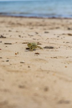 Akdeniz bukalemunu, Chamaeleo bukalemunu, sıradan bukalemun, sahilde yürüyor, Rota, Playa de Piedras Gordas, Costa de la Luz, Cdiz, Endülüs, İspanya