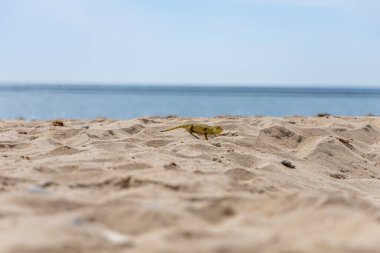 Akdeniz bukalemunu, Chamaeleo bukalemunu, sıradan bukalemun, sahilde yürüyor, Rota, Playa de Piedras Gordas, Costa de la Luz, Cdiz, Endülüs, İspanya