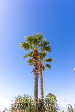 Gökyüzüne bakan uzun, yaşlı palmiye ağaçlarına bakıyorum. Rota, Cdiz, Endülüs, İspanya sahil şeridi boyunca uzanan güzel yeşil palmiye yaprakları..