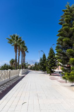 Gökyüzüne bakan uzun, yaşlı palmiye ağaçlarına bakıyorum. Rota, Cdiz, Endülüs, İspanya sahil şeridi boyunca uzanan güzel yeşil palmiye yaprakları..