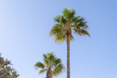 Gökyüzüne bakan uzun, yaşlı palmiye ağaçlarına bakıyorum. Rota, Cdiz, Endülüs, İspanya sahil şeridi boyunca uzanan güzel yeşil palmiye yaprakları..