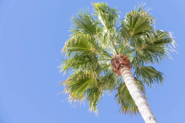 Gökyüzüne bakan uzun, yaşlı palmiye ağaçlarına bakıyorum. Rota, Cdiz, Endülüs, İspanya sahil şeridi boyunca uzanan güzel yeşil palmiye yaprakları..
