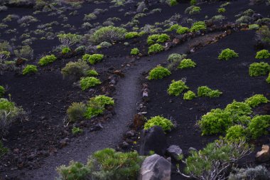 La Palma 'daki karanlık lav tarlasında dar bir yürüyüş yolu esiyor. Siyah volkanik kum ve parlak yeşil öforbi bitkileri arasındaki tezat bu tipik Kanarya adası manzarasını karakterize eder..