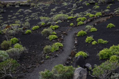 La Palma 'daki karanlık lav tarlasında dar bir yürüyüş yolu esiyor. Siyah volkanik kum ve parlak yeşil öforbi bitkileri arasındaki tezat bu tipik Kanarya adası manzarasını karakterize eder..