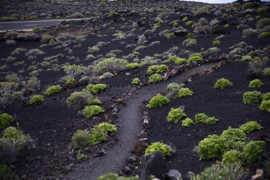 La Palma 'daki karanlık lav tarlasında dar bir yürüyüş yolu esiyor. Siyah volkanik kum ve parlak yeşil öforbi bitkileri arasındaki tezat bu tipik Kanarya adası manzarasını karakterize eder..