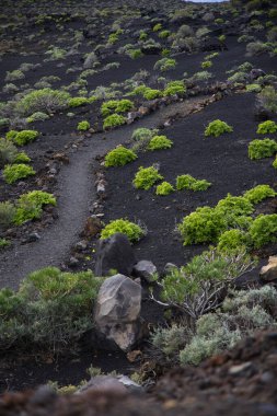 La Palma 'daki karanlık lav tarlasında dar bir yürüyüş yolu esiyor. Siyah volkanik kum ve parlak yeşil öforbi bitkileri arasındaki tezat bu tipik Kanarya adası manzarasını karakterize eder..