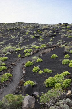 La Palma 'daki karanlık lav tarlasında dar bir yürüyüş yolu esiyor. Siyah volkanik kum ve parlak yeşil öforbi bitkileri arasındaki tezat bu tipik Kanarya adası manzarasını karakterize eder..