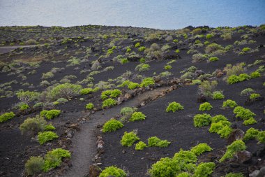 La Palma 'daki karanlık lav tarlasında dar bir yürüyüş yolu esiyor. Siyah volkanik kum ve parlak yeşil öforbi bitkileri arasındaki tezat bu tipik Kanarya adası manzarasını karakterize eder..