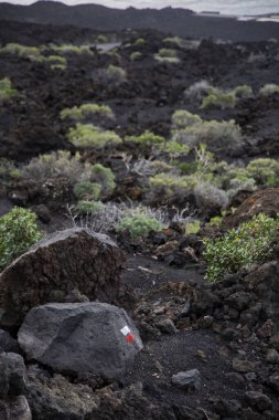 La Palma 'daki karanlık lav tarlasında dar bir yürüyüş yolu esiyor. Siyah volkanik kum ve parlak yeşil öforbi bitkileri arasındaki tezat bu tipik Kanarya adası manzarasını karakterize eder..