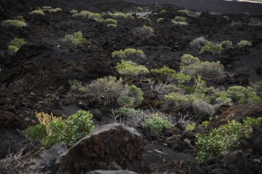 La Palma 'daki karanlık lav tarlasında dar bir yürüyüş yolu esiyor. Siyah volkanik kum ve parlak yeşil öforbi bitkileri arasındaki tezat bu tipik Kanarya adası manzarasını karakterize eder..