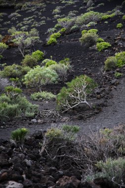 La Palma 'daki karanlık lav tarlasında dar bir yürüyüş yolu esiyor. Siyah volkanik kum ve parlak yeşil öforbi bitkileri arasındaki tezat bu tipik Kanarya adası manzarasını karakterize eder..